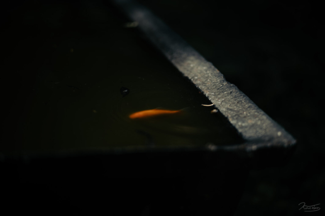 un poisson rouge photo by Kanoko Art