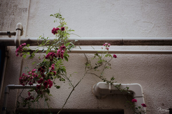 mur et fleurs photo by Kanoko Art